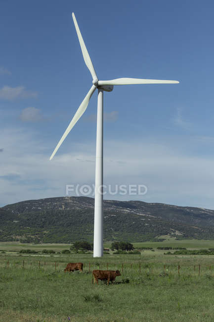 Cádiz, Andalucía, Tarifa, Turbina eólica y vacas en pastos - foto de stock