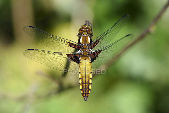Chasseur à corps large, Libellula depressa, vue de dessus de la libellule — Photo de stock
