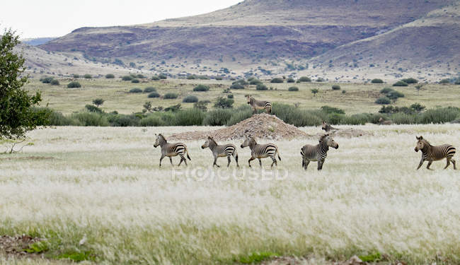 velds grasslands animals