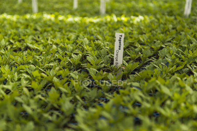 Macetas de tagetes en vivero de plantas - foto de stock