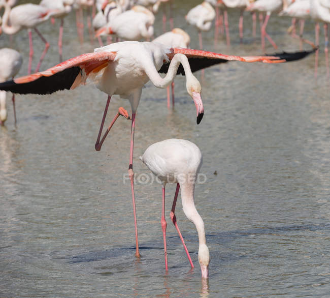 França, Provence Alpes Cote d 'Azur, Camargue, acasalamento flamingos, Phoenicopterus roseus — Fotografia de Stock