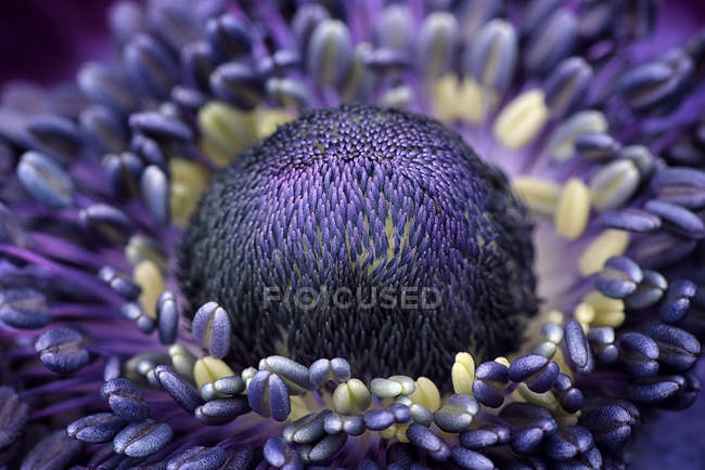 Dettaglio anemone viola, full frame — Foto stock