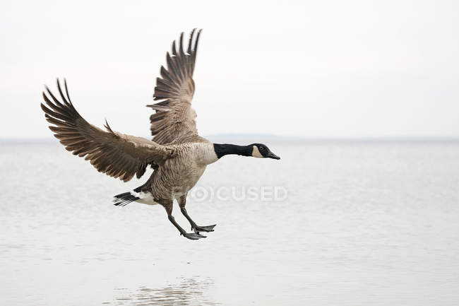 canada goose en francais canada goose en francais