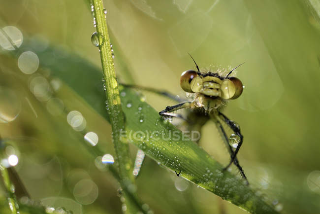 Mariposa de ojos rojos, Erythromma najas, libélula sentada sobre hierba mojada - foto de stock