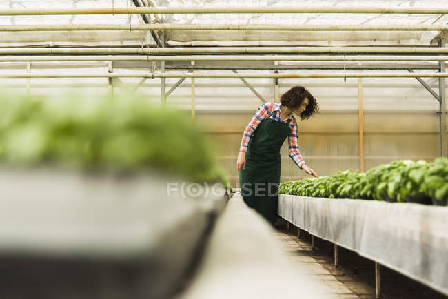 Young female gardener working in plant nursery — Stock Photo