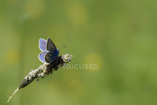 Gemeiner blauer Schmetterling, Polyommatus icarus, Schmetterling auf Pflanze sitzend — Stockfoto
