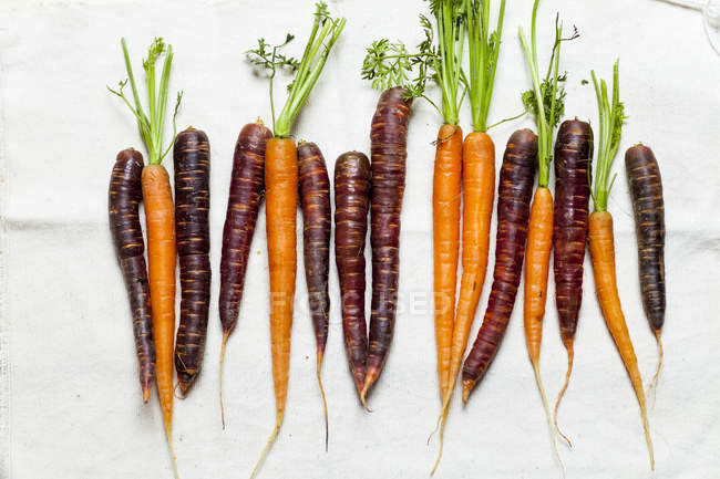 Carottes fraîches et Purple Haze — Photo de stock