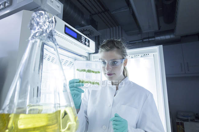 Jeune femme scientifique travaillant dans un laboratoire biologique inspectant des échantillons — Photo de stock