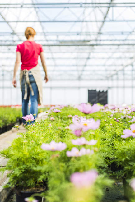 Woman Walking In Greenhouse Of A Nursery Germany Flowering Stock Photo 181528622