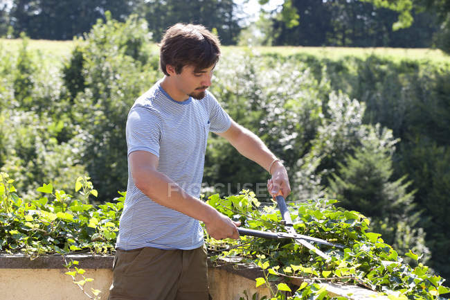 Молодой человек обрезает растения черносливом — стоковое фото