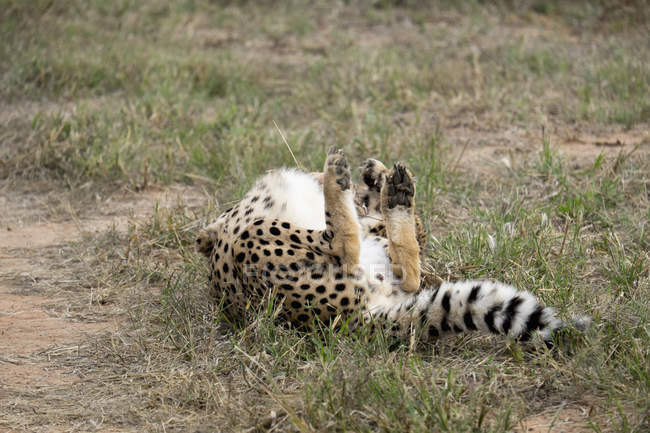 Afrique, Namibie, Okonjima Nature Reserve, Cheetah, Acinonyx Jubatus, tournant — Photo de stock