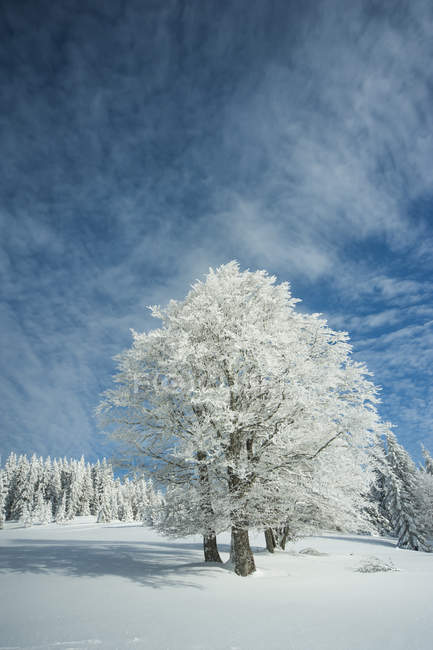 Vista del paisaje invernal con árboles congelados en invierno en la Selva Negra, Baden-Wuerttemberg, Feldberg, Alemania — Stock Photo