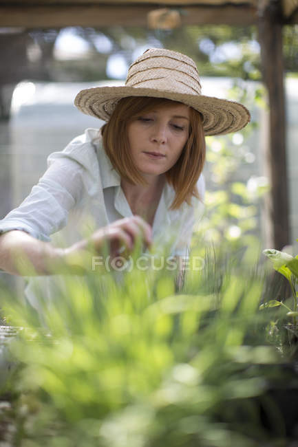 Portrait de jardinière regardant les semis — Photo de stock