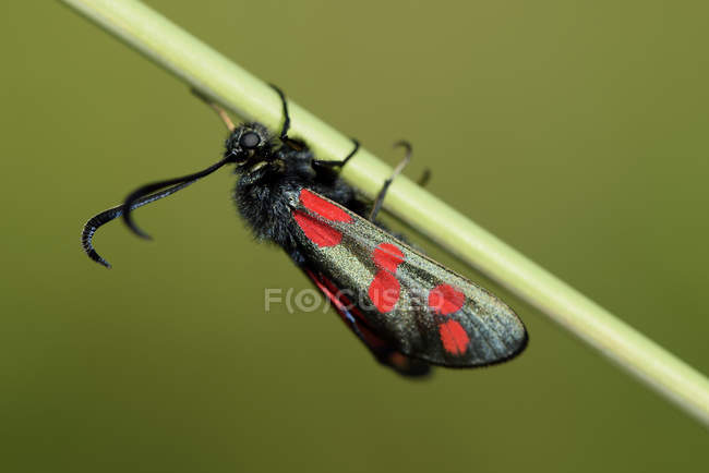 Burnet de seis pontos, vista de close up de Zygaena filipendulae — Fotografia de Stock