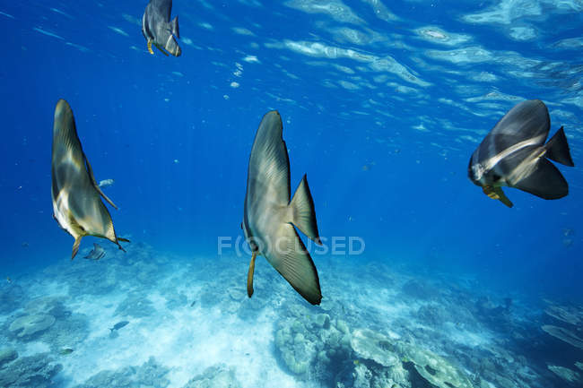 Fish swimming underwater in Indian ocean — aquatic animals, diving - Stock  Photo | #181533872