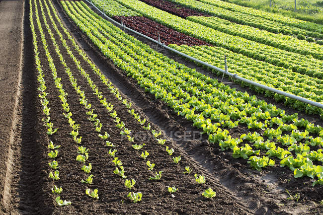 Lattuga campo vegetale con sistema di irrigazione — Foto stock