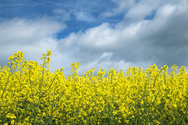 Primo piano del campo di stupro giallo in piena espansione vista sotto il cielo blu — Foto stock