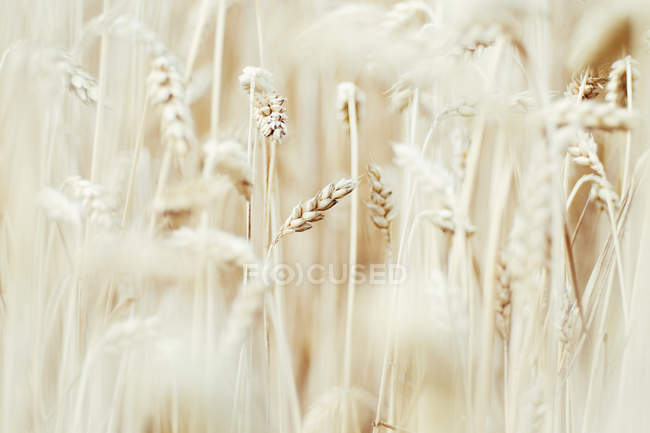 View of Wheat field during daytime, close up — Stock Photo