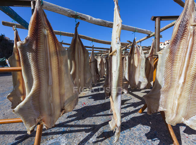 Португалия, Запасы рыбы для сушки в Камара-де-Лобош вблизи Фуншала — стоковое фото