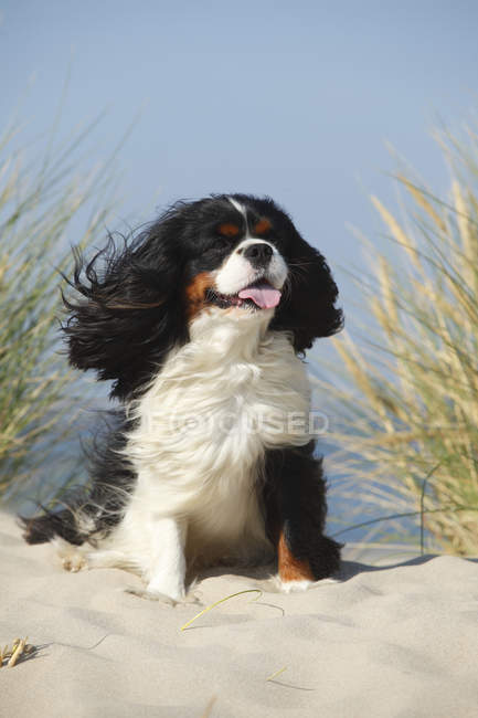 king charles spaniel tricolour