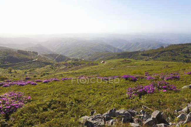 Portogallo, Algarve, Serra de Monchique montagne e fiori selvatici — Foto stock