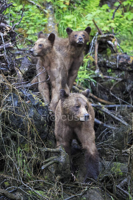 Канада, Khutzeymateen ведмедя Грізлі святилище, жіночий ведмедя Грізлі з Ведмідь ведмежат — стокове фото