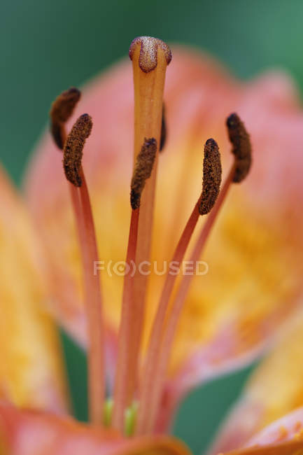 Vista de Pistil de lirio tigre, de cerca — día, fotografía - Stock Photo |  #181850524