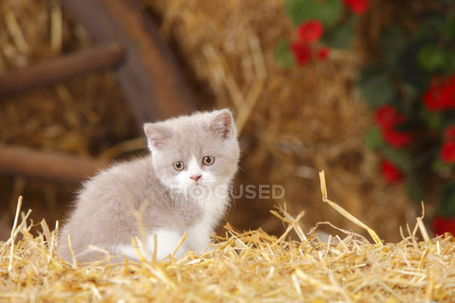 British Shorthair Kitten Sitting On Straw In Barn Selective