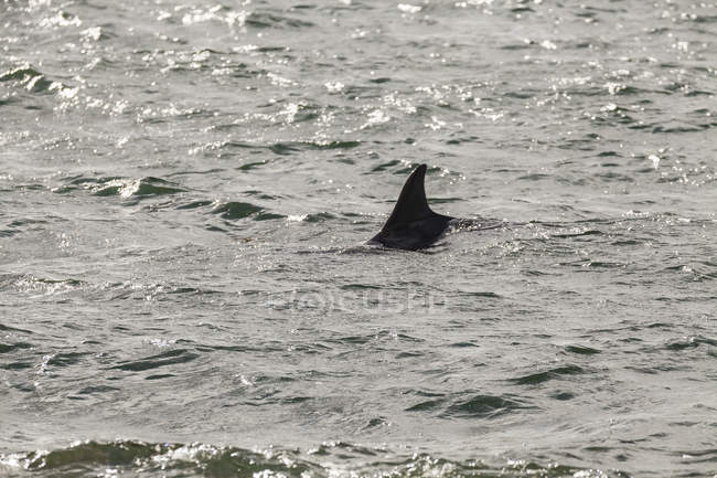 Irland, Barbatana de golfinho na superfície da água — Fotografia de Stock