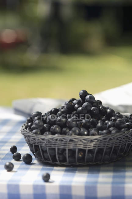 Basket of fresh Blueberries on garden table — Stock Photo
