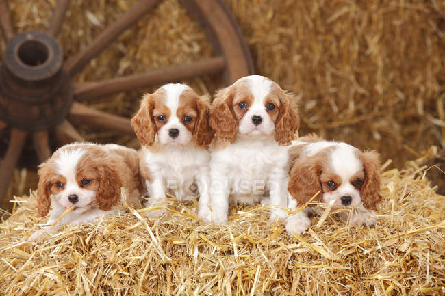 Cuatro cachorros Cavalier King Charles spaniel sobre paca de heno en granero - foto de stock