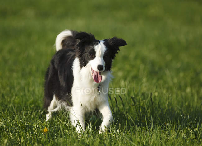 Пограничная колли-собака ходит по траве с высунутым языком — стоковое фото