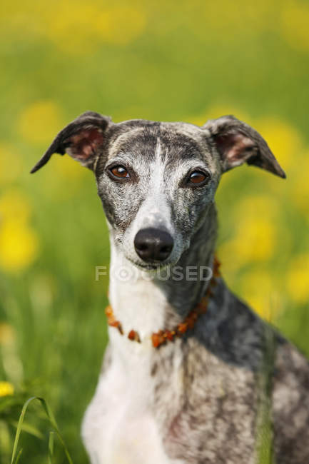 Whippet dog in meadow looking at camera — Stock Photo
