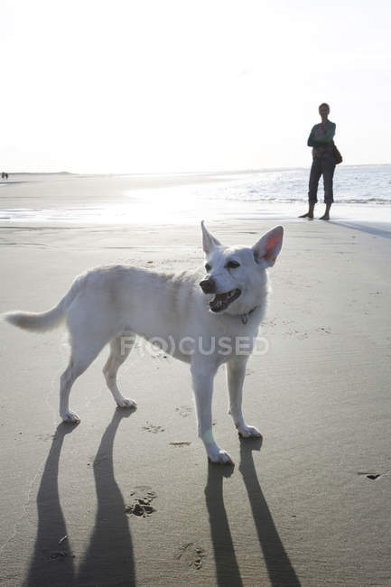 Allemagne, Basse-Saxe, Frise orientale, Langeoog, femme et son chien à la plage — Photo de stock