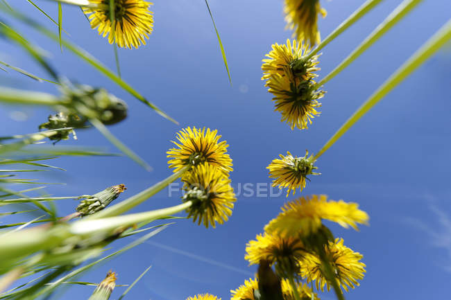 Dandelions and blue sky during daytime — Stock Photo