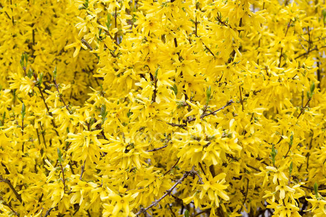 Крупним планом вид жовтого цвітіння Форсайя — стокове фото