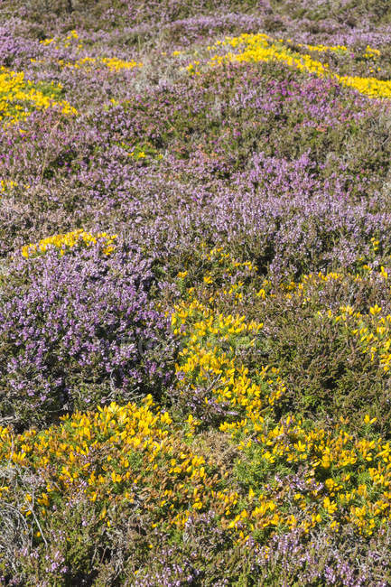 View of blooming heath and Genista at coast of South stack, Holy Island, Anglesey, Wales, UK — Stock Photo