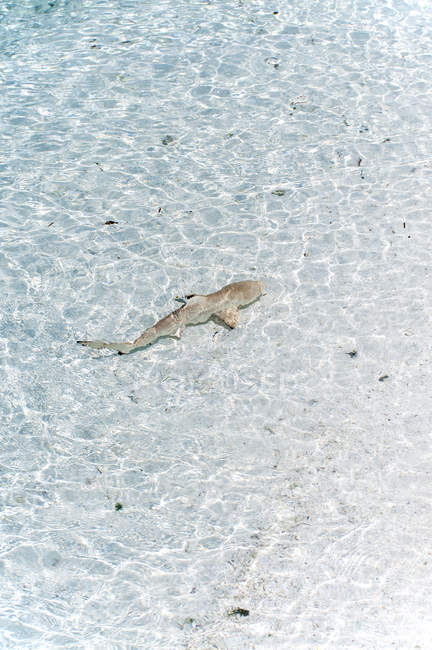 Maldivas, atolón Lhaviyani, isla Komandoo, tiburón de punta negra en el agua - foto de stock