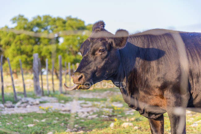 Estados Unidos, Texas, Vaca negra de pie sobre hierba, vista lateral - foto de stock