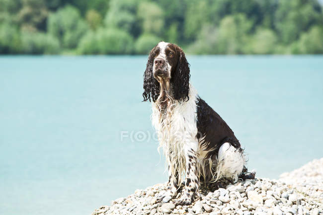 English Springer Spaniel sitting on heap of pebbles near lake — Stock Photo