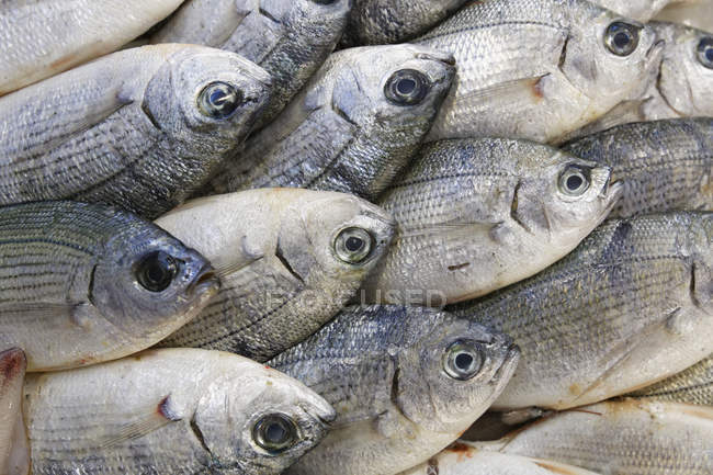Frischer Fisch zum Verkauf auf dem Fischmarkt — Stockfoto
