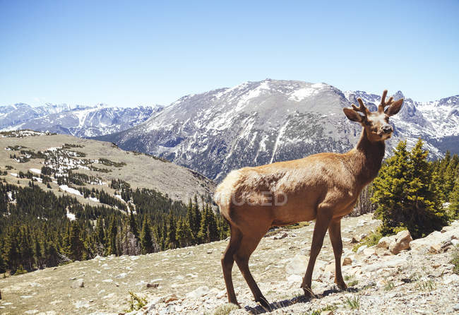 Elk side view in Rocky Mountain National Park — Stock Photo