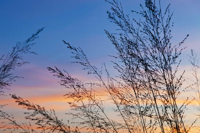 Francia, Bretagne, Morgat, L'erba torna al cielo al tramonto — Foto stock