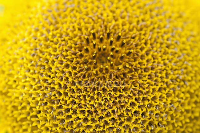 Sunflower (Helianthus annuus), full frame — Stock Photo