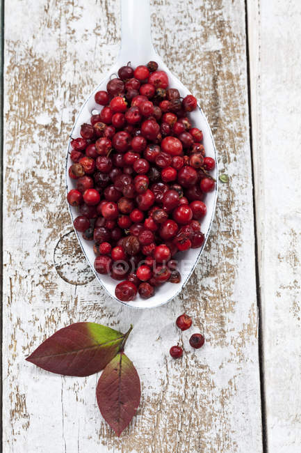 Frische Preiselbeeren auf großem Löffel auf schäbiger Holzoberfläche — Stockfoto