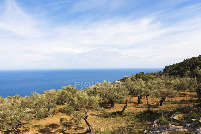 Spagna, Maiorca, Olivi a Valldemossa alle Isole Baleari — Foto stock