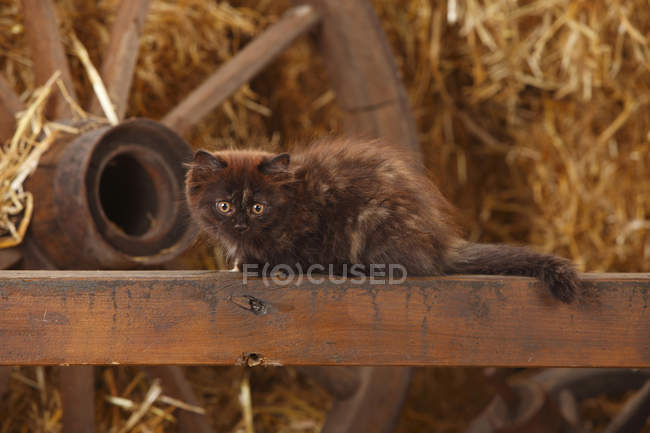 Britânico Longhair gatinho sentado em madeira slat no celeiro — Fotografia de Stock