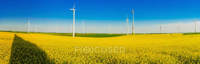 Germania, Sassonia, turbine eoliche nel campo della colza — Foto stock