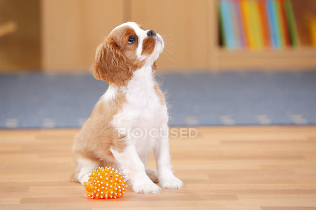 Cavalier King Charles Spaniel cucciolo con giocattolo seduto sul pavimento in legno e guardando in alto — Foto stock