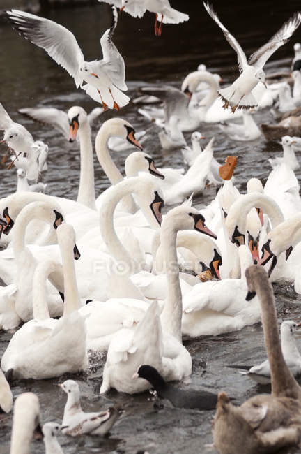 Cisnes e gaivotas alimentando-se em água da lagoa — Fotografia de Stock